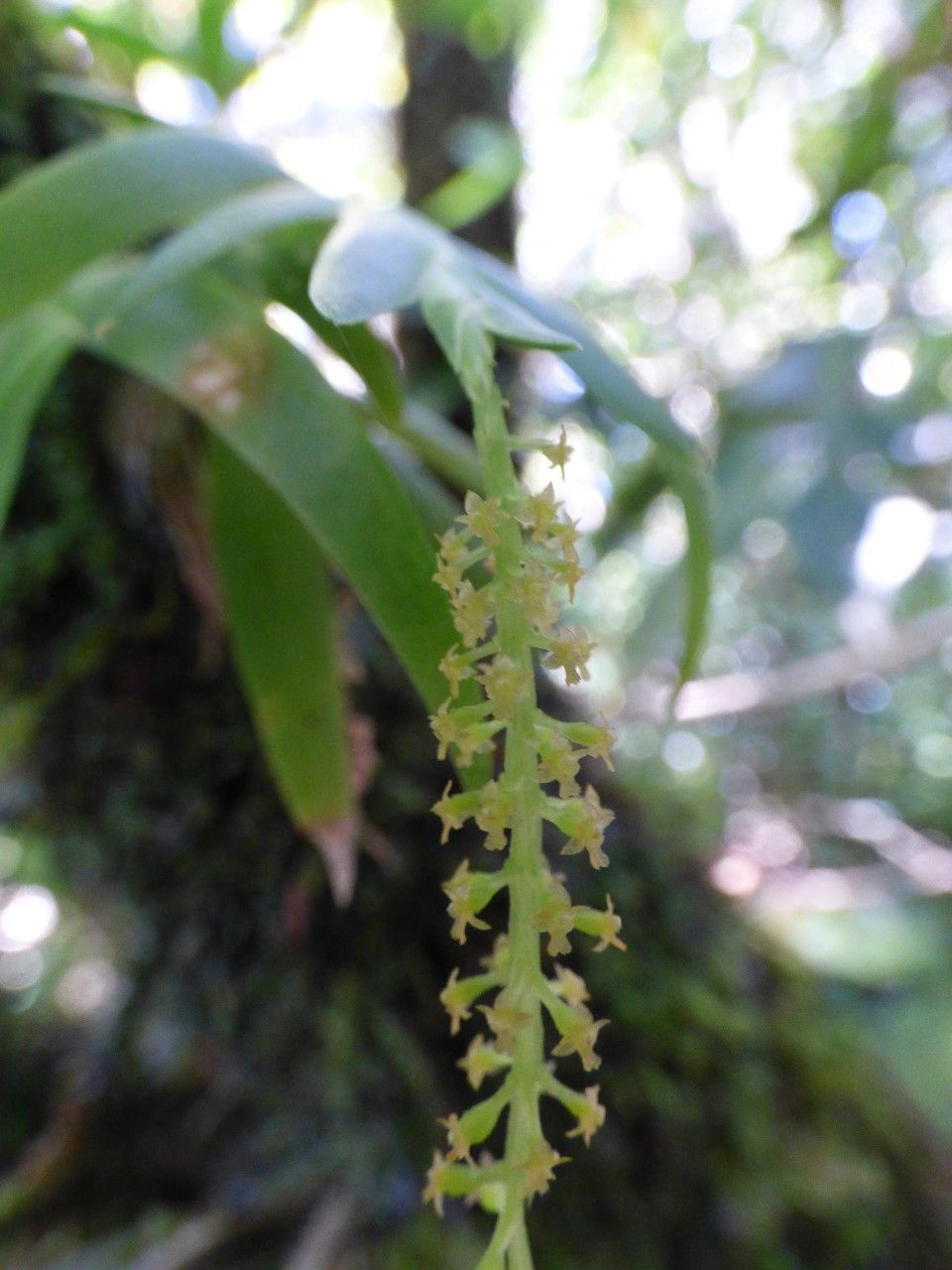 Oberonia disticha flower
