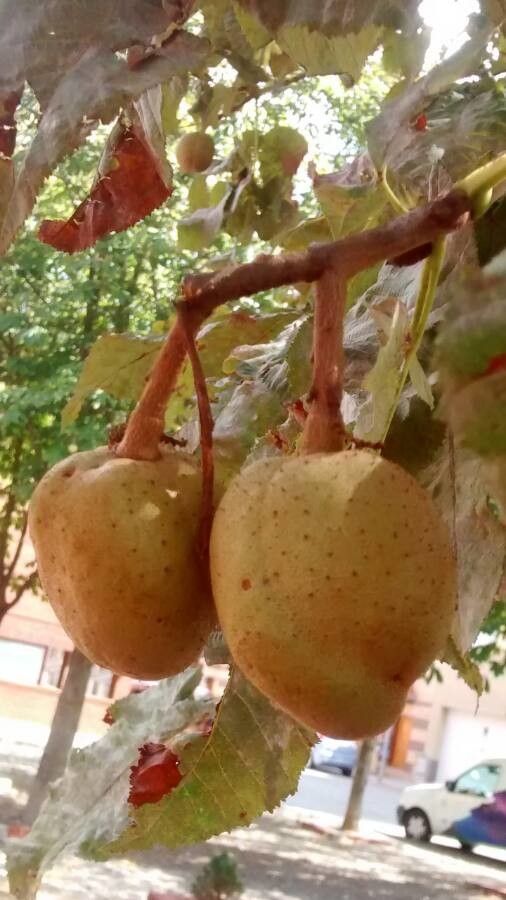 Aesculus carnea fruit