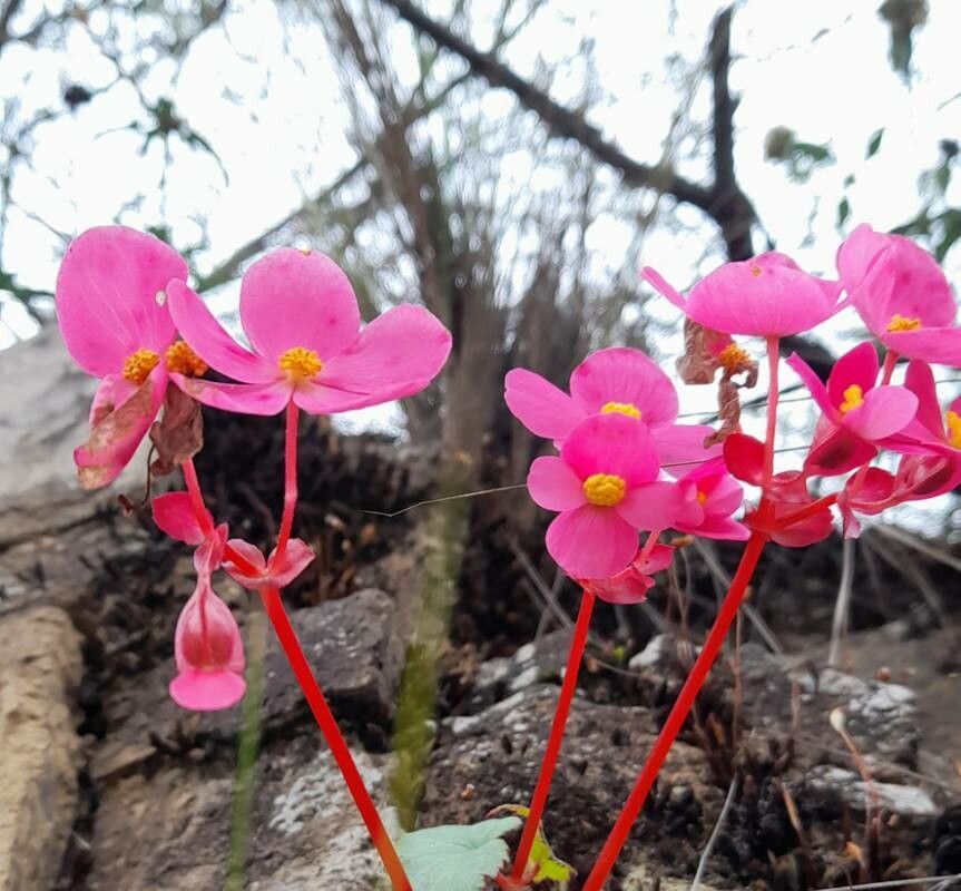Begonia micranthera flower