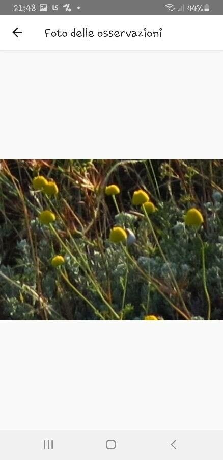 Anthemis hydruntina — search result for 'Anthemis'