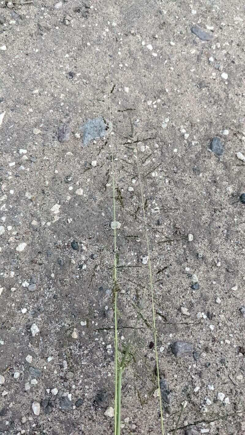 Sporobolus cryptandrus other