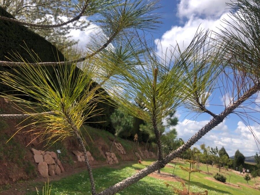 Pinus kesiya — search result for 'Laos'