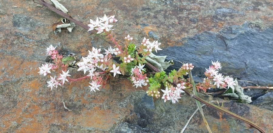 Sedum anglicum flower