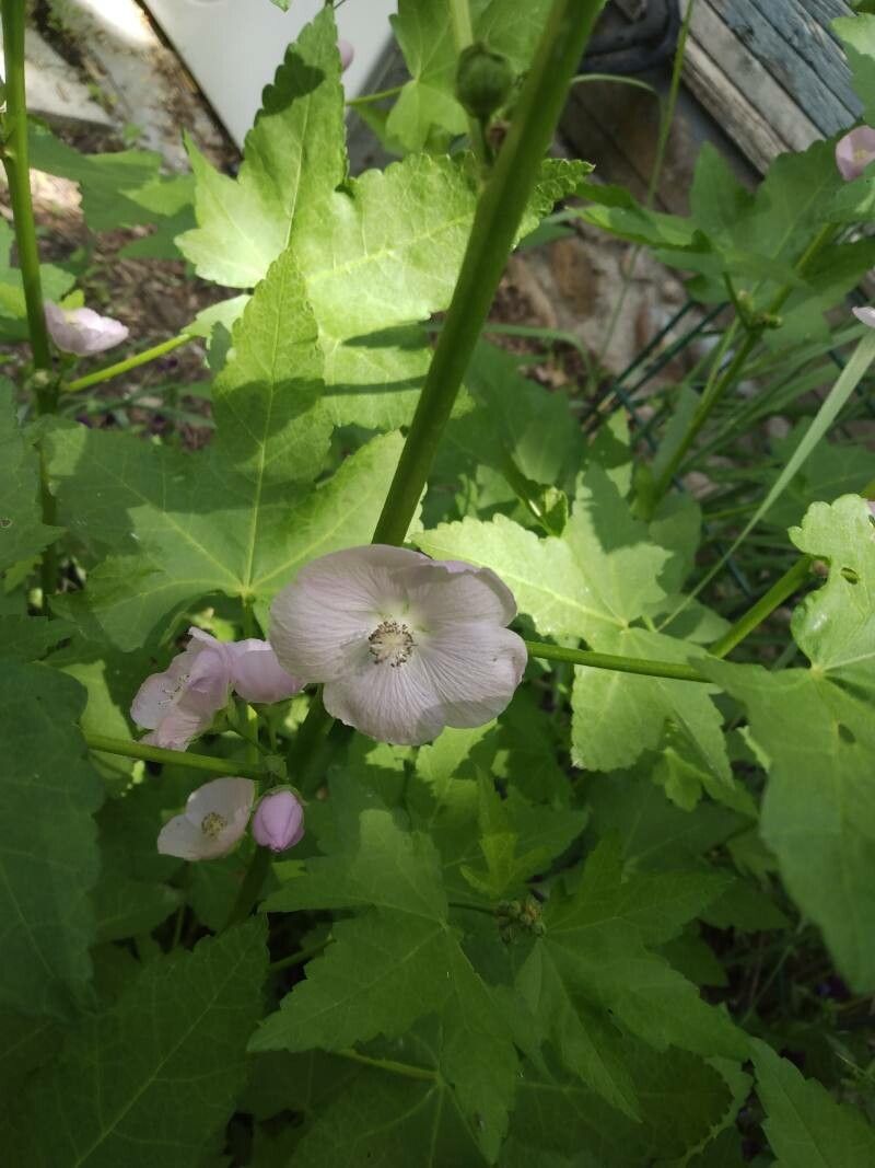 Iliamna rivularis flower