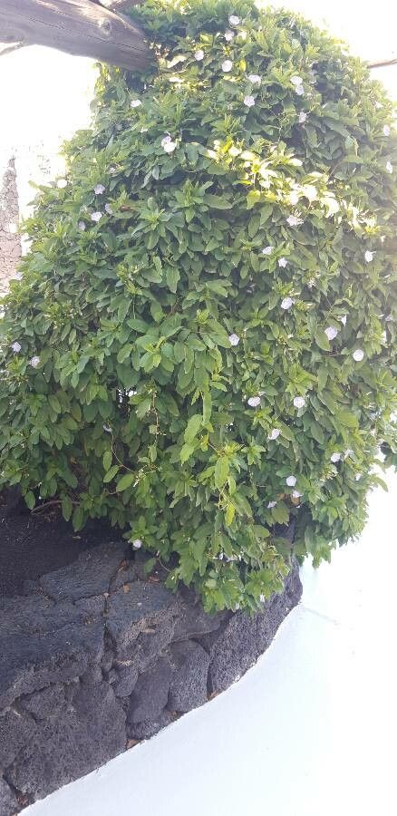 Jacquemontia ciliata habit