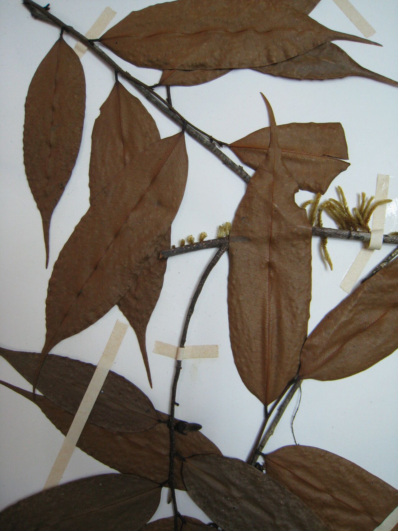 Xylopia nervosa — houseplant care guide