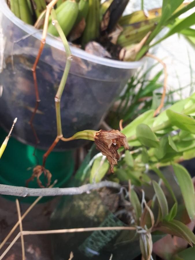 Coelogyne flaccida fruit