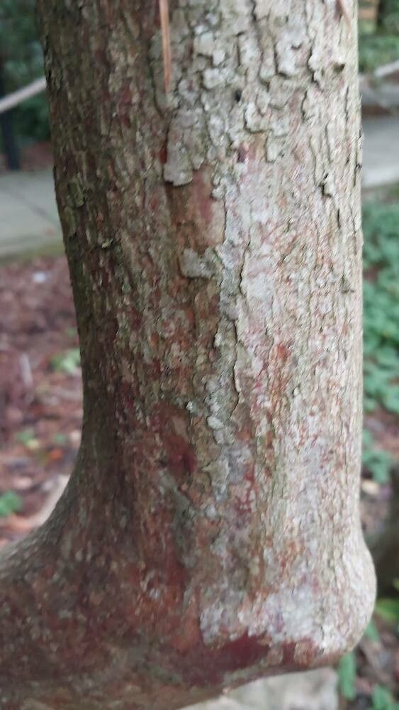 Rhododendron caucasicum bark