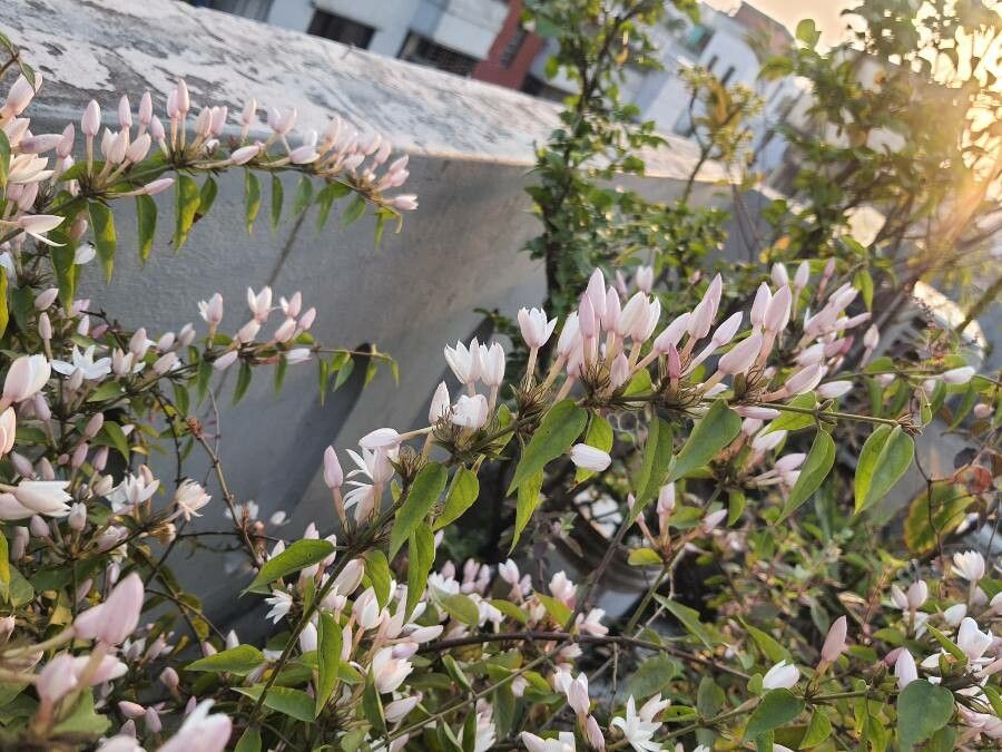 Jasminum elongatum — search result for 'Oleaceae'