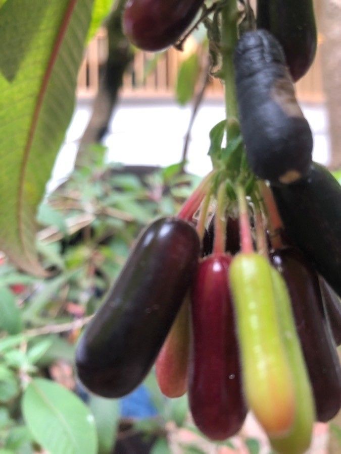 Fuchsia boliviana fruit