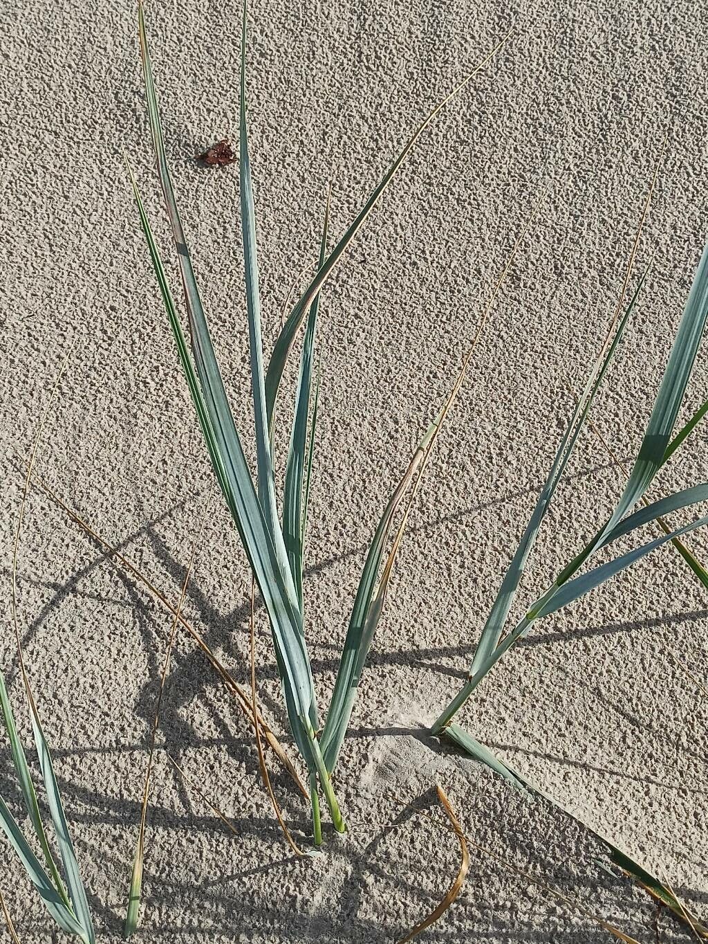 Leymus racemosus habit