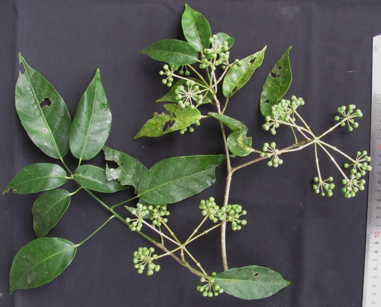 Dendropanax gonatopodus other
