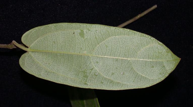 Aristolochia translucida leaf