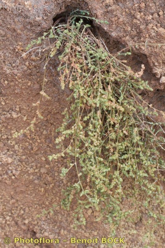 Paronychia illecebroides habit