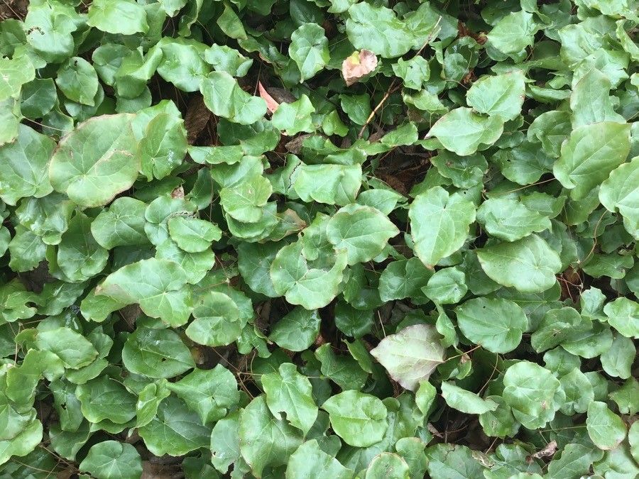 Epimedium perralderianum leaf