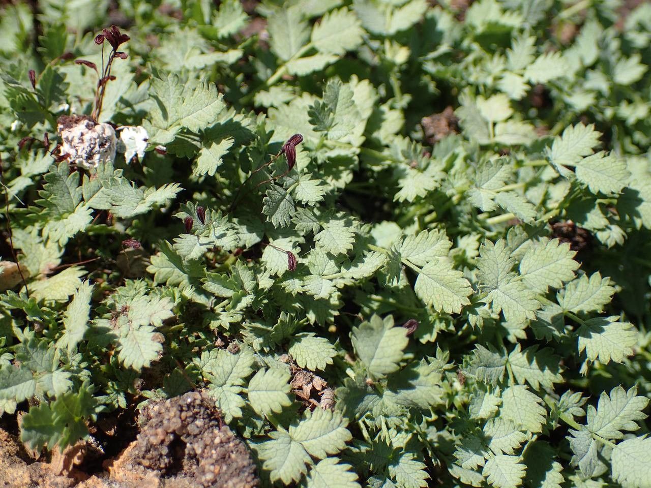 Acaena buchananii habit