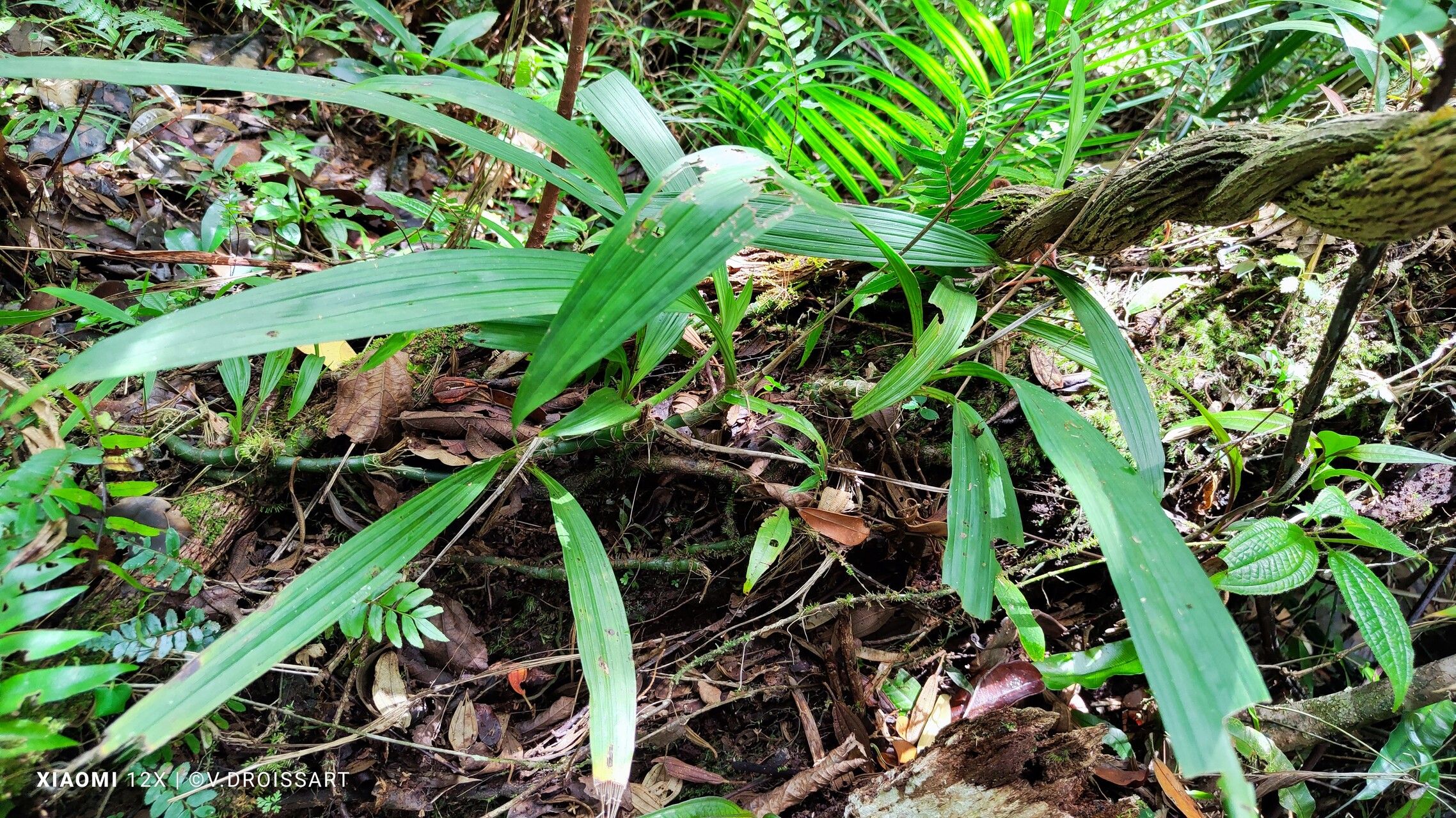 Calanthe tuberculosa leaf