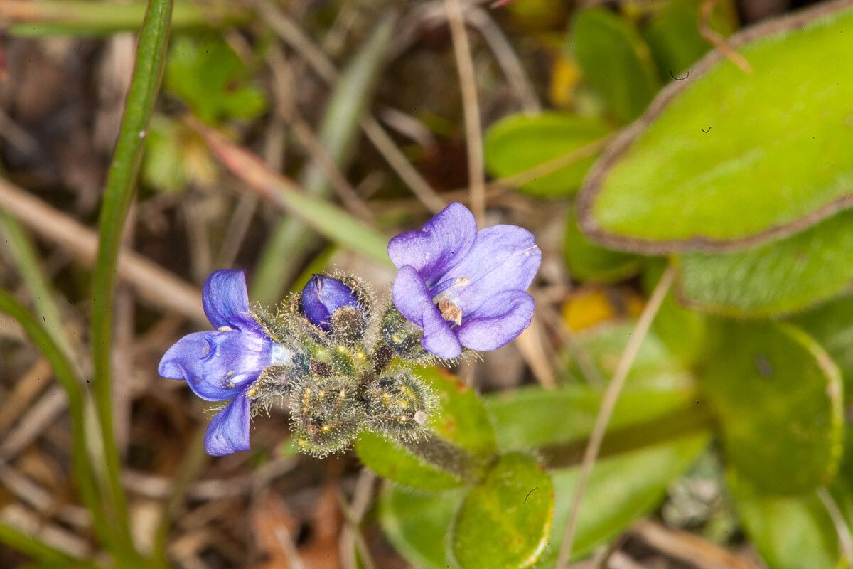 Veronica bellidioides flower