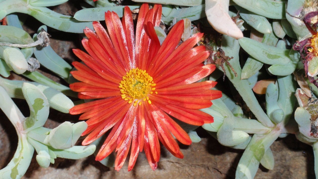 Lampranthus aureus flower