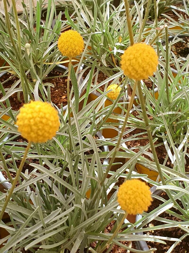 Pycnosorus globosus — search result for 'Bolivia'