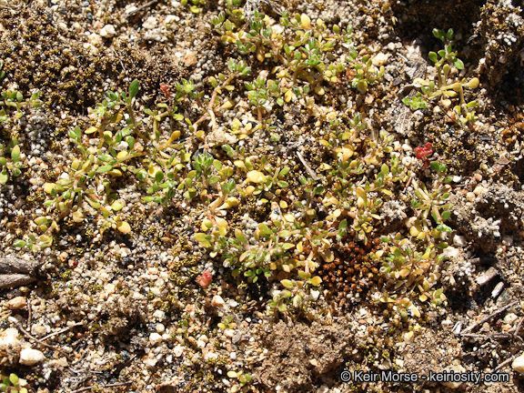 Polycarpon depressum habit