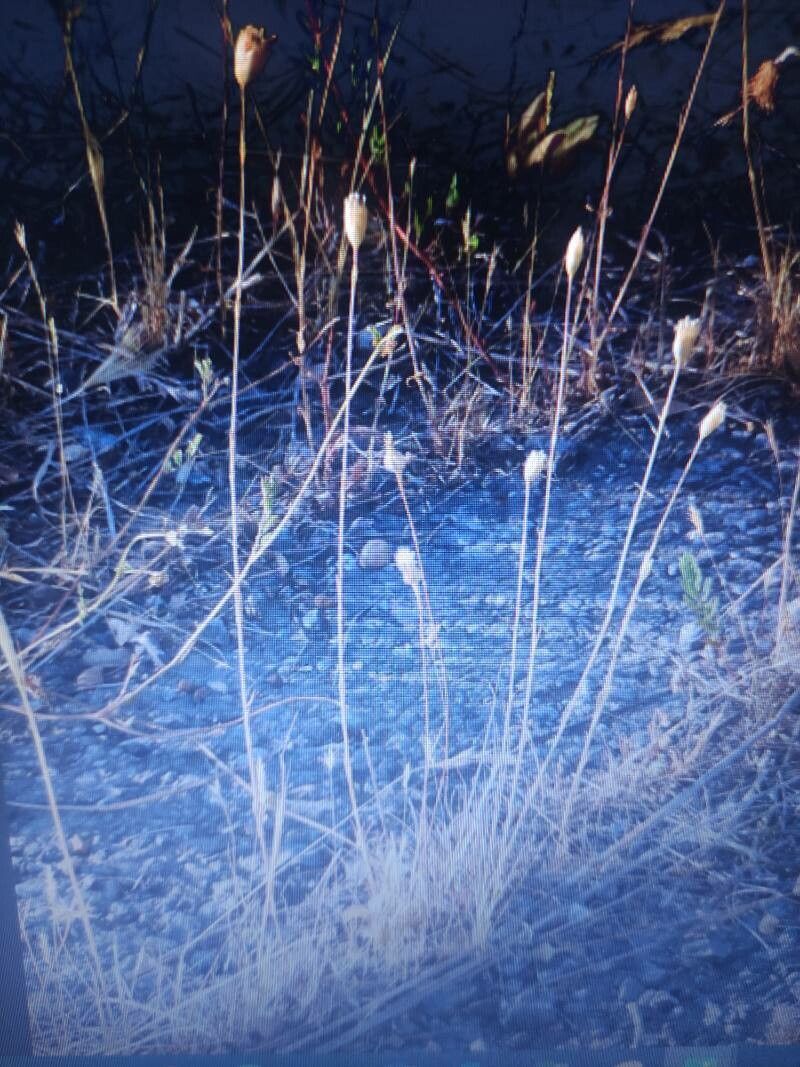 Moenchia erecta bark