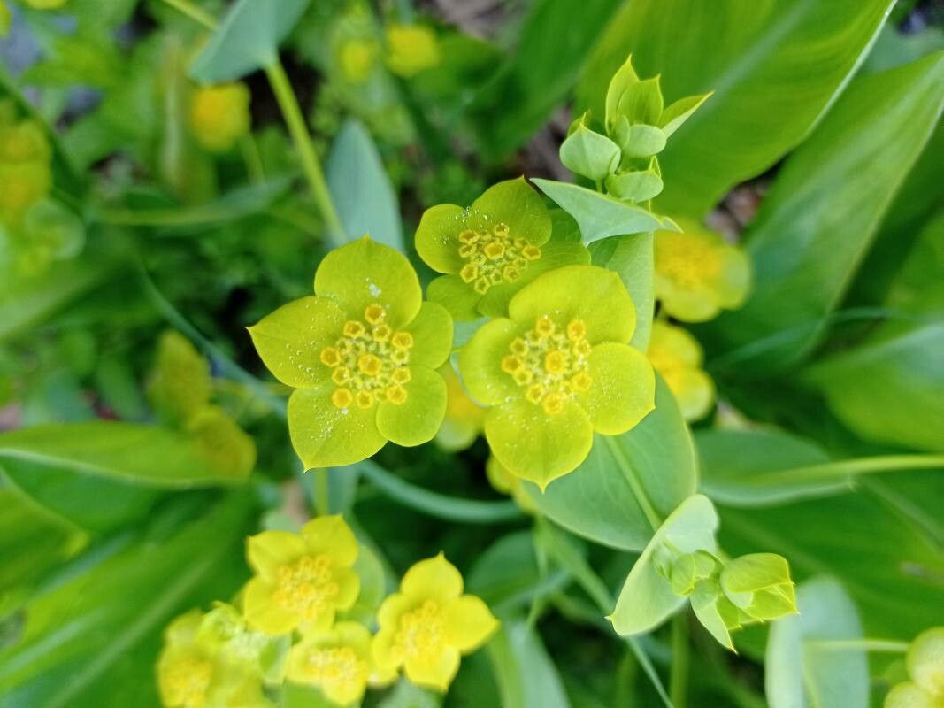 Bupleurum lancifolium flower