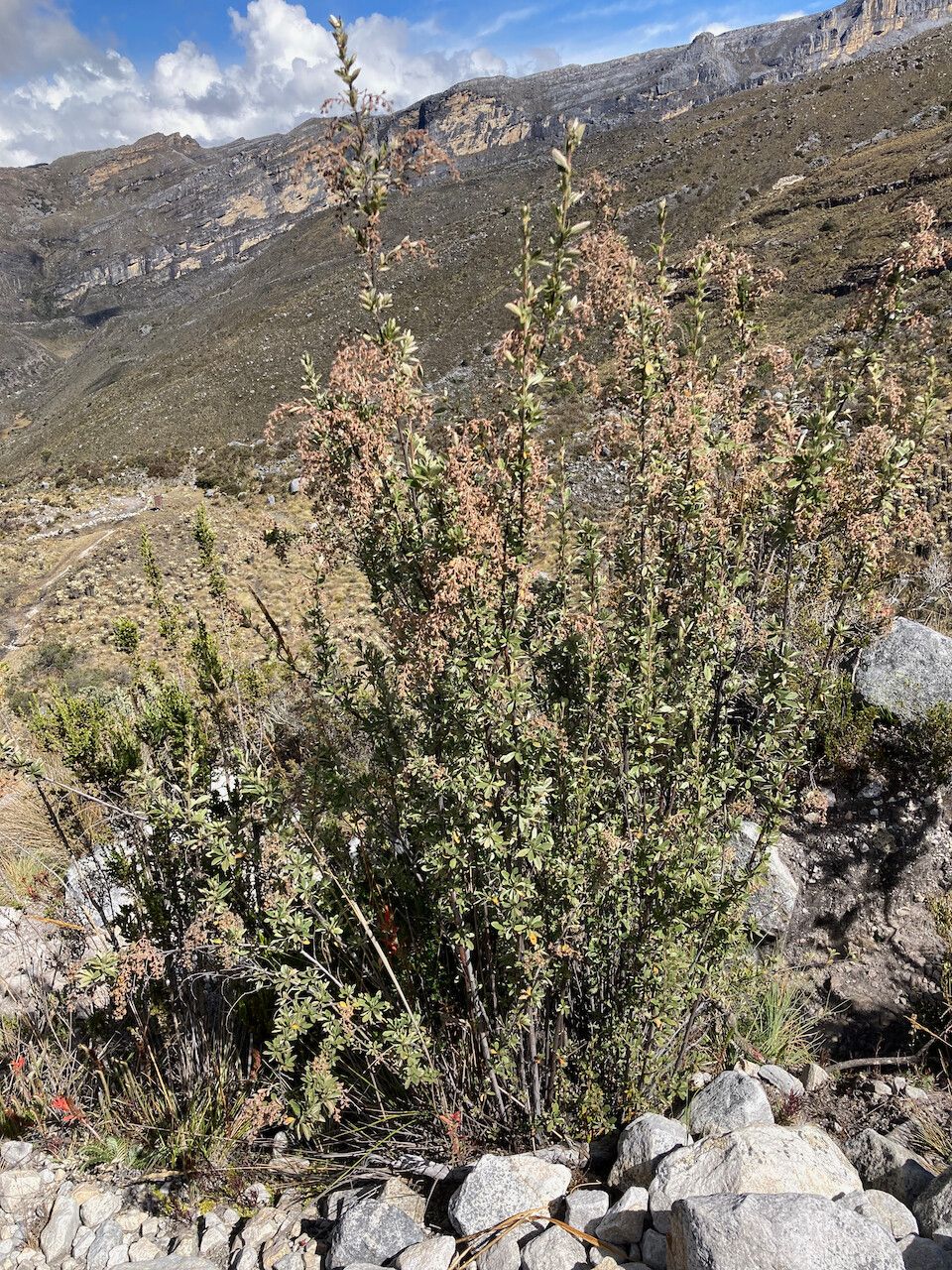 Alchemilla polylepis habit