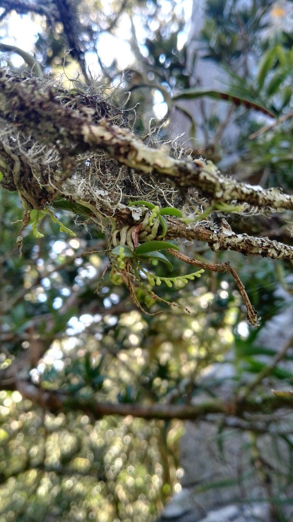 Angraecum chamaeanthus habit