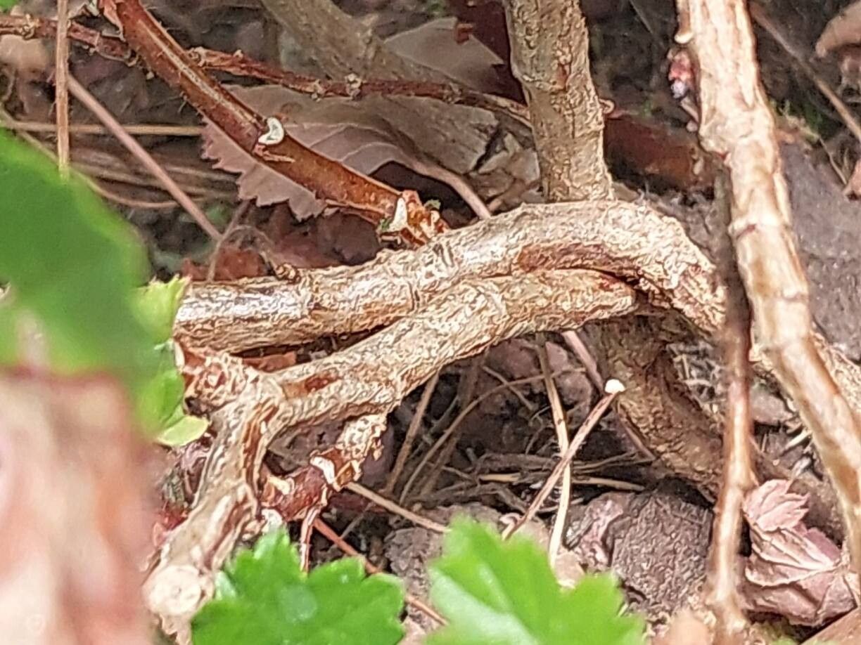 Pelargonium sublignosum bark