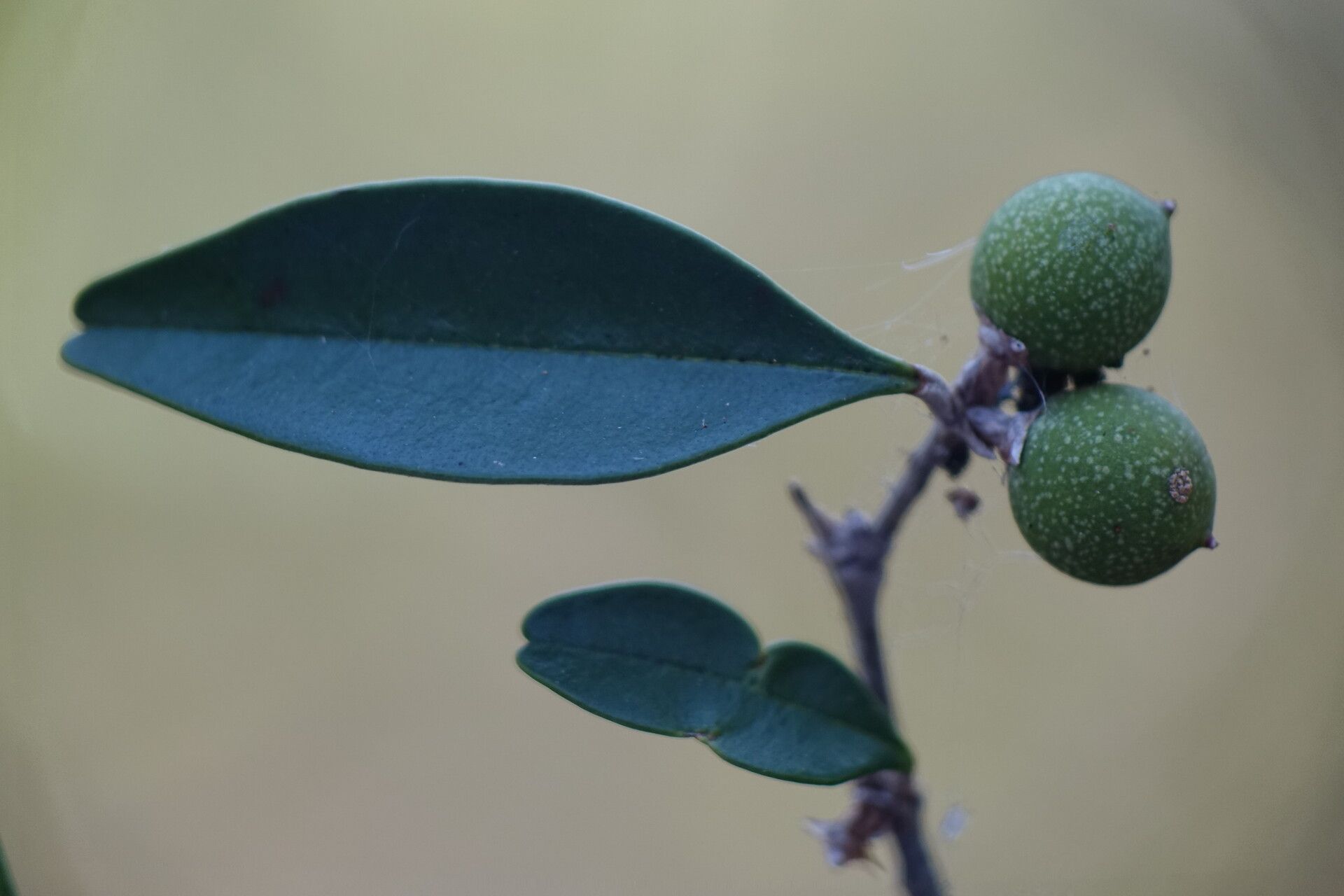 Noronhia boinensis fruit