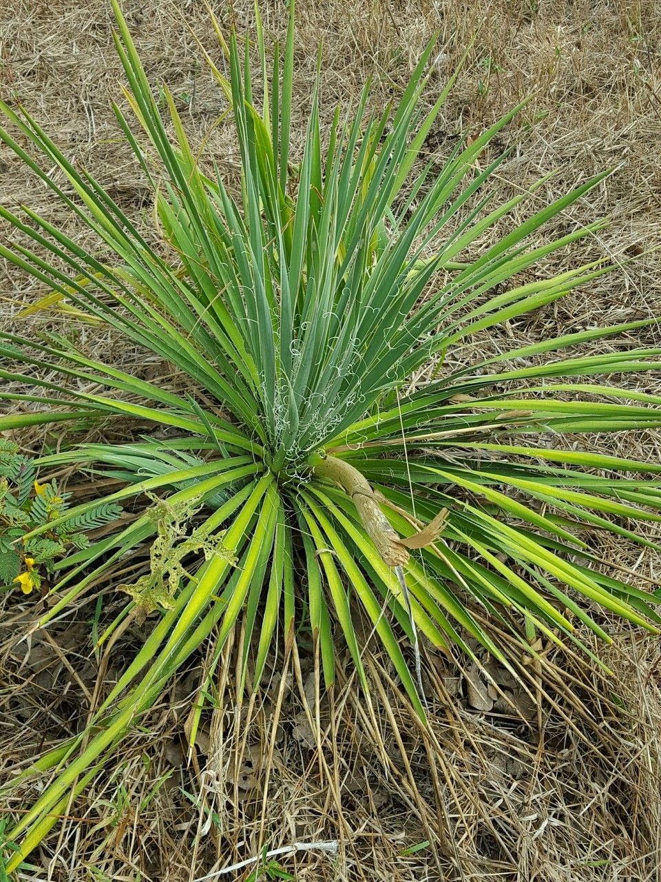 Yucca necopina habit
