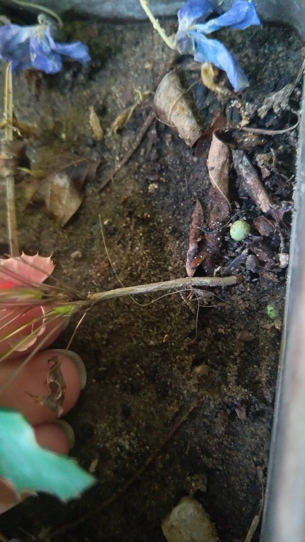 Berberis congestiflora bark