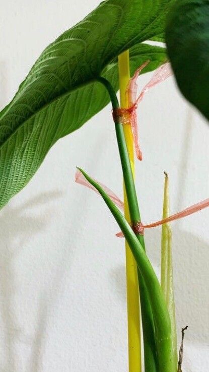 Philodendron lynnhannoniae bark