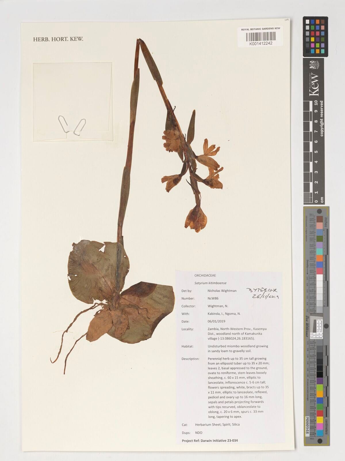 Satyrium ketumbense — houseplant care guide