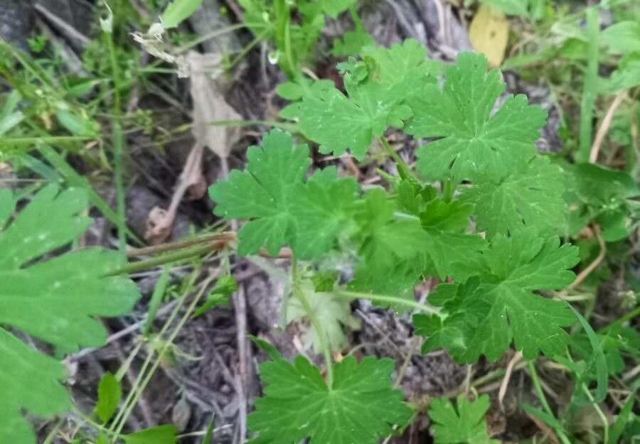 Geranium ocellatum leaf