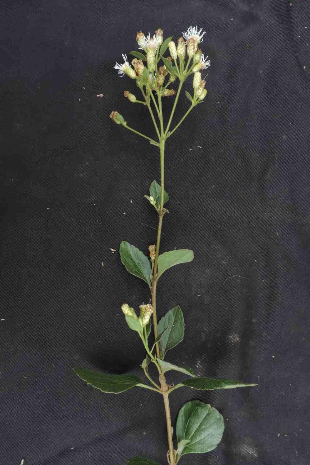 Chromolaena chaseae flower