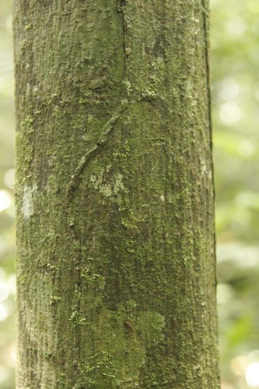 Fusaea longifolia bark