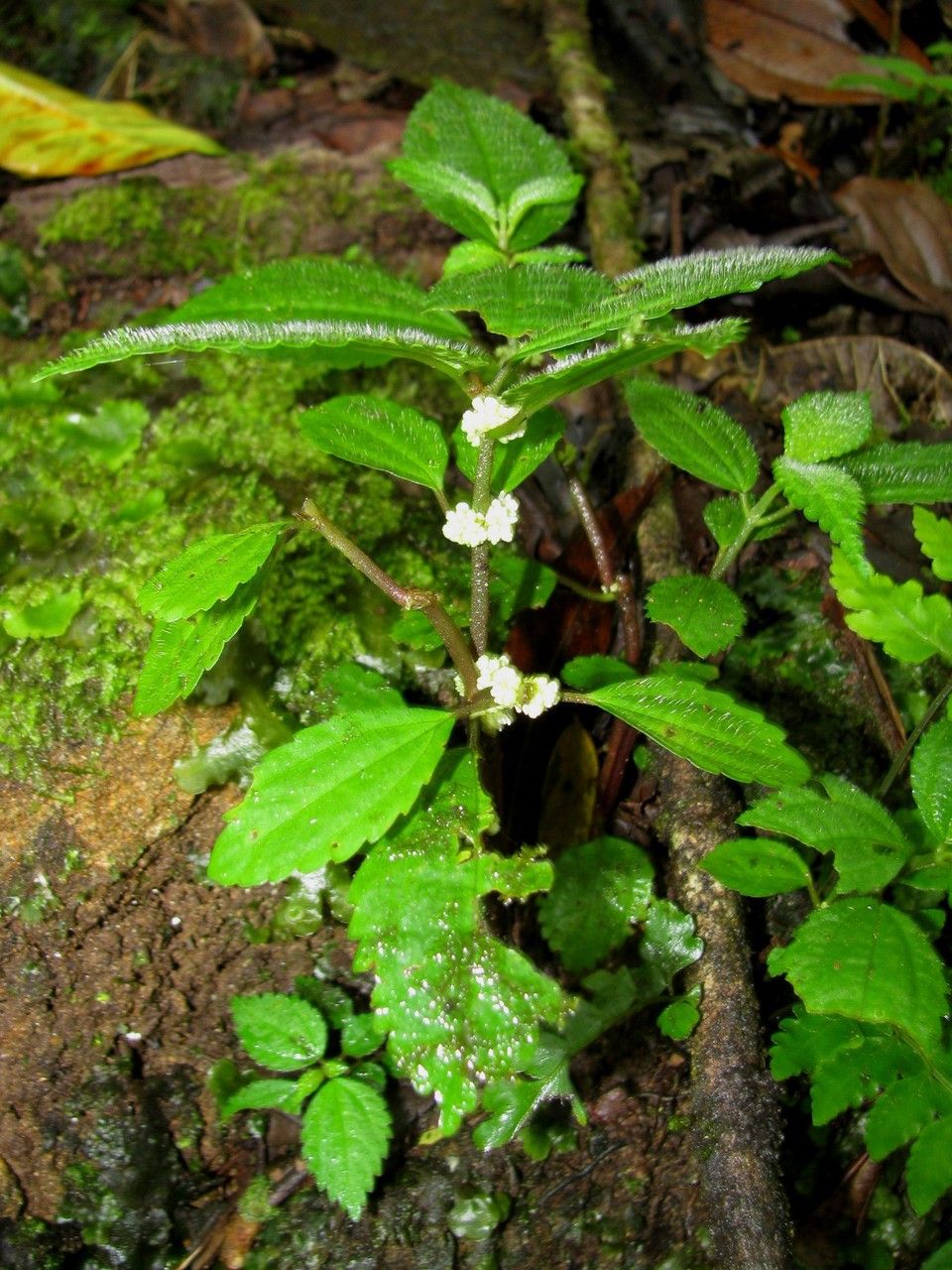 Pilea pittieri habit