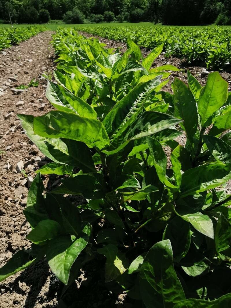 Persicaria tinctoria habit