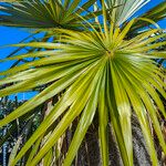 Coccothrinax argentata