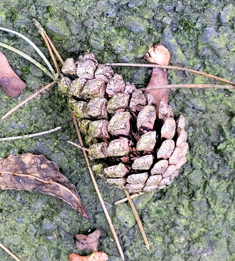 Pinus spp. fruit