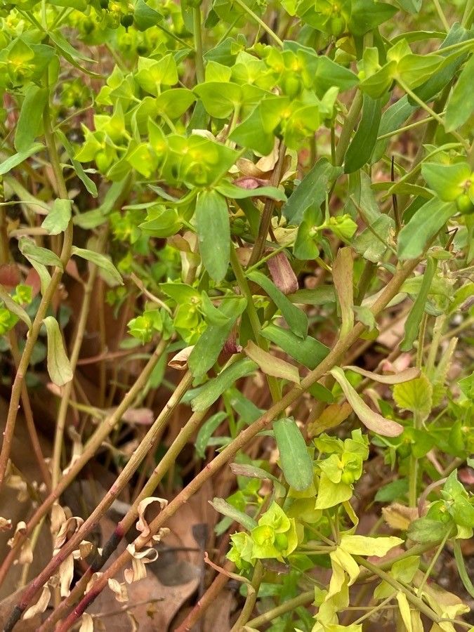 Euphorbia taurinensis bark