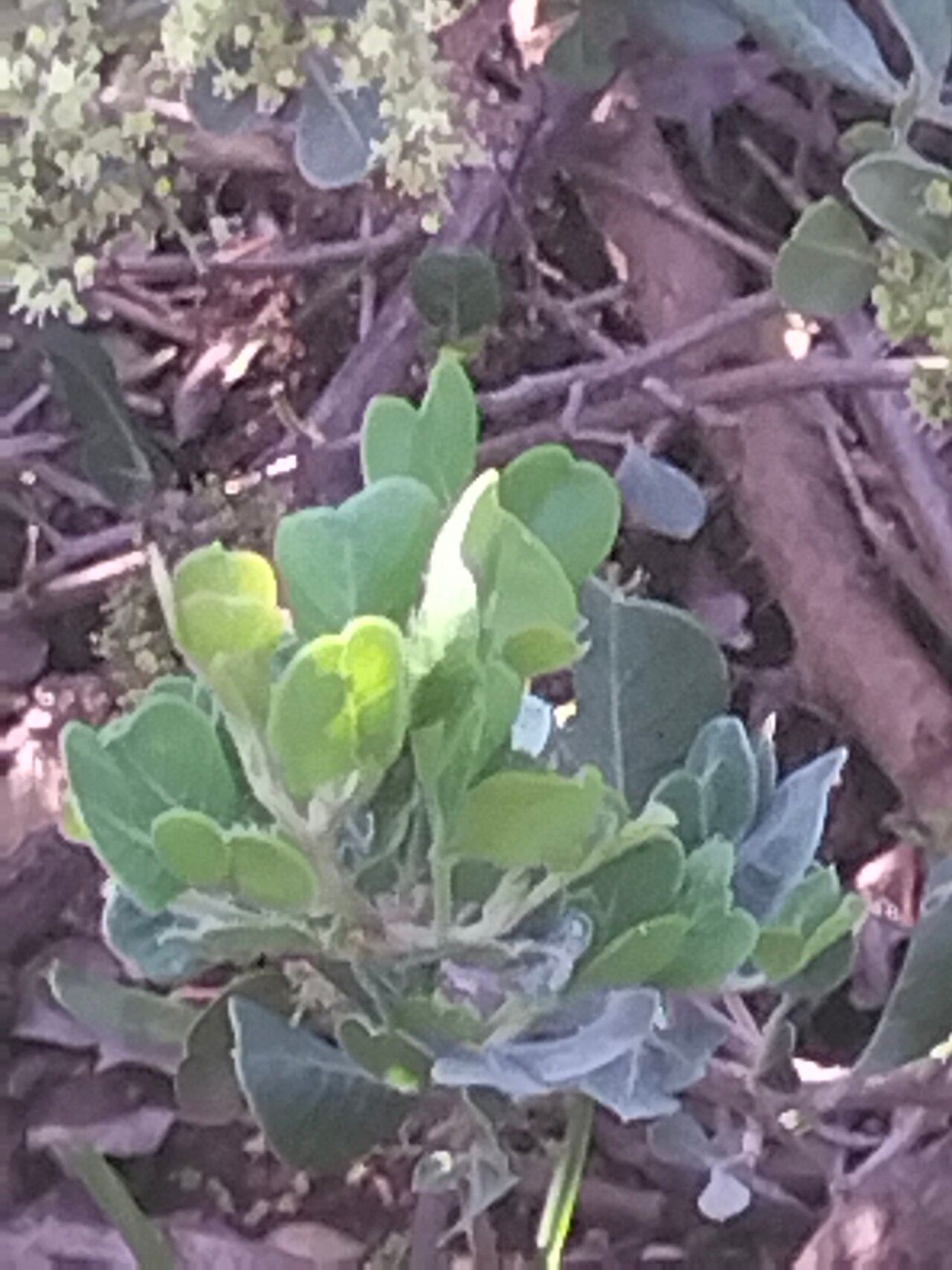 Searsia glauca — houseplant care guide