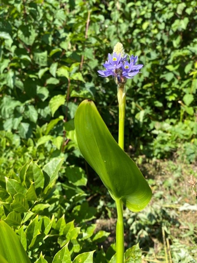 Pontederia cordata