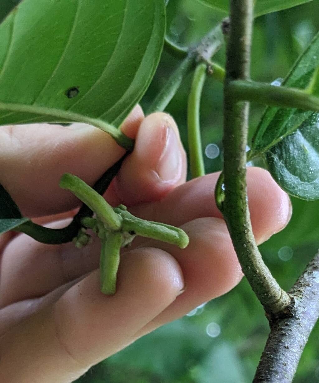Annona edulis flower