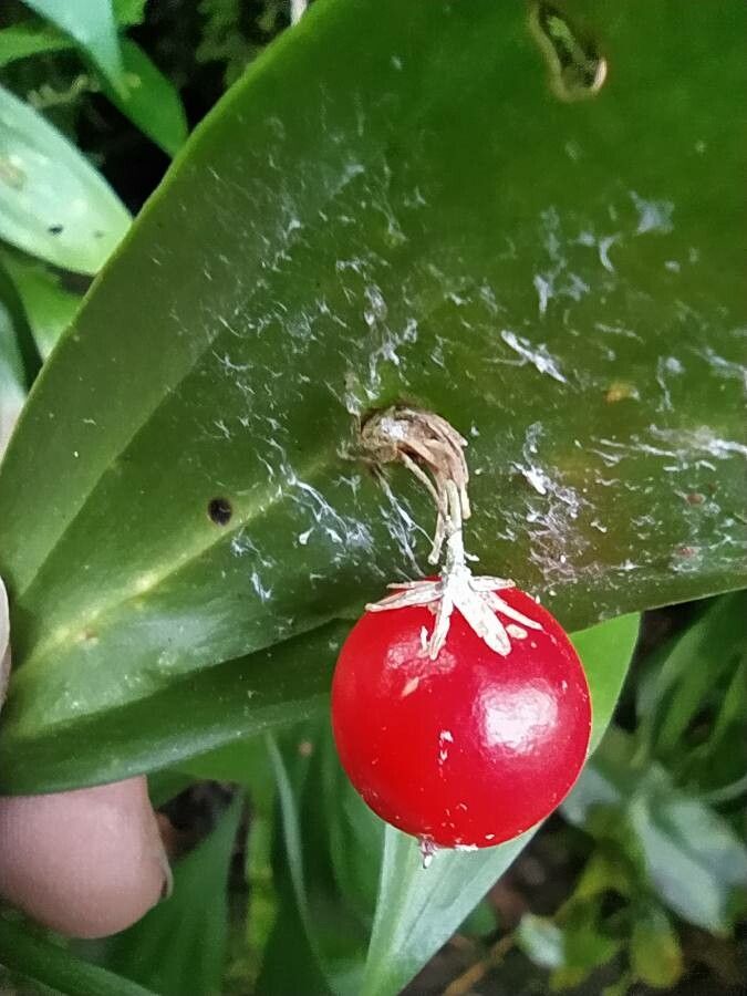 Ruscus colchicus fruit