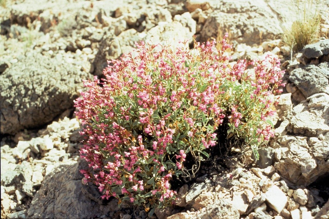 Penstemon petiolatus habit