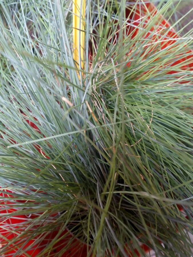 Festuca valesiaca — search result for 'Festuca'
