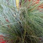 Festuca valesiaca